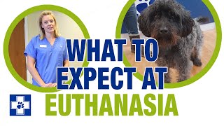 What to expect at pet euthanasia [upl. by Friedly]