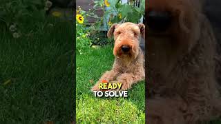 The Airedale Terrier The Ultimate Furry Sleuth 🕵️‍♂️🐶 DogOfMystery AiredaleAdventure [upl. by Favianus]