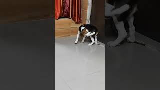 Dog Funny Short  Beagle Spinning  Funny pet dog doglover funny pets [upl. by Nobel]