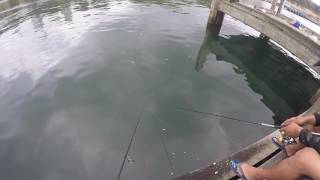 มันคืนปลาอะไรกัน What is it fishing in Woolloomooloo Sydney [upl. by Willamina]