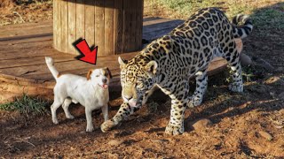 Jaguar cub grew up with dog from childhood and now they are inseparable [upl. by Arratahs]