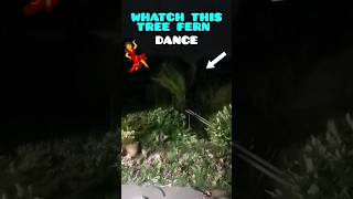 60MPH mile WIND gusts💨 make my TREE FERN 🌴 DANCE💃 😮  3am shorts garden dance [upl. by Marj]