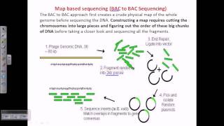 DNA sequencing BAC to BAC sequencing [upl. by Judson948]