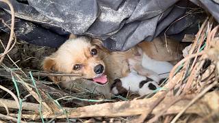 stray dog mother carries her newborn pup to the person who feeds herseeking help for her other pups [upl. by Comstock]