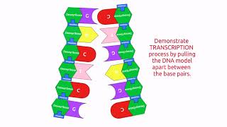 MAKING MODEL OF TRANSCRIPTION AND TRANSLATION [upl. by Ranjiv]