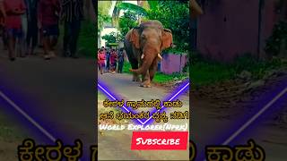 ಕೇರಳ ಗ್ರಾಮದಲ್ಲಿ ಕಾಡು ಆನೆ ಭಯಂಕರ ನಡಿಗೆ 🔥  wild elephant in a Kerala village is an awesome sight walk [upl. by Atinomar]