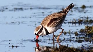 Blackfronted Dotterel with a surprise at the end [upl. by Ellatnahc]