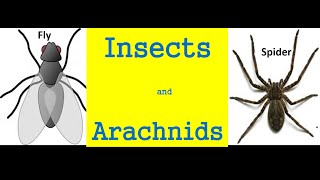 Insects and arachnids for kids  Differences And Similarities [upl. by Ormond]