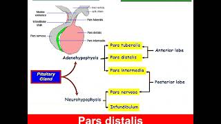 Histology of Pituitary Gland Dr Amal Mohamed Moustafa [upl. by Rondi]