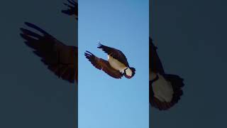 GOOSE decoys within 7 YARDS hunting waterfowl geese [upl. by Nodnar359]