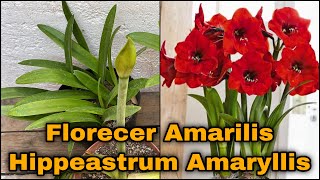 UNICOS METODOS PARA HACER FLORECER AMARILIS O AZUCENAS HIPPEASTRUM AMARYLLIS [upl. by Gibson102]