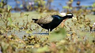 Bronze winged jacana [upl. by Heisel119]