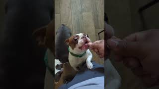 Sloan doesnt care about ladies first family funny dog treat [upl. by Warden]