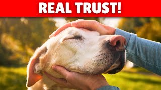 10 Signs Your Dog Really TRUSTS YOU [upl. by Thain]