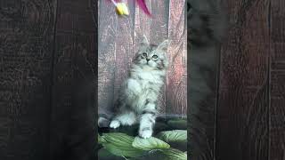 Salina Black Silver Spotted Tabby Maine Coon Kitten Available Now  Purebred Kitties [upl. by Names]