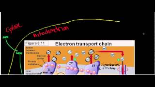 NEW LLactate Dehydrogenase Physiology Biochemisty and Mechanism [upl. by Ardnalak]