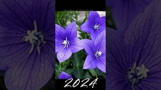 2024 Platycodon grandiflorus and 5000bce Platycodon grandiflorusmythical student shortvideo [upl. by Lamaaj]