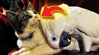 This Cockatoo Was Confronted By Three Cats And He Used The Strangest Trick To Blend In [upl. by Ahteres991]