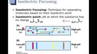 Ch 6  Part 9  Electrophoresis and Isoelectric Focusing [upl. by Areht169]