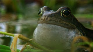 Frog mating season on the Shannon  Irelands Wild River  Nature on PBS [upl. by Onurb]