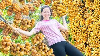 Harvesting Lanzones Fruit Goes to Market Sell  Cooking  Harvesting Fruits and Vegetables [upl. by Younglove]