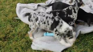 Catahoula Leopard Dog Puppies For Sale [upl. by Osmond]