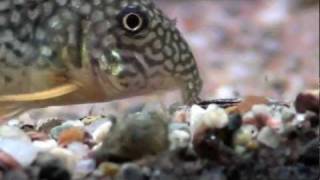 Corydoras Sterbai searching for food close up HD [upl. by Macgregor22]