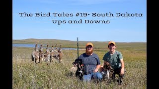 Sharptail Hunting in South Dakota The Bird Tales 19 [upl. by Aiepoissac542]