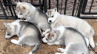 Visiting Cute Husky Puppies  My Dogs Avoid Meeting With Puppies [upl. by Yl]