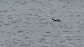 Longtailed Duck Hilfield Res Herts 3rd May 2023 [upl. by Turtle]