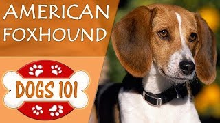 Dogs 101  AMERICAN FOXHOUND  Top Dog Facts About the AMERICAN FOXHOUND [upl. by Eittah]