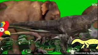 Animal stampede green screen part 38 [upl. by Anirres971]