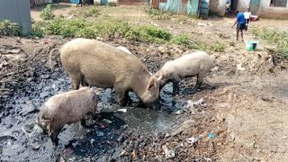 Rearing Pigs in the Kenyan Slums [upl. by Furie618]