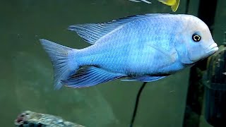 C MOORIIBLUE DOLPHINquot Dolph lundyquot CICHLID fish beautiful love africancichlids mattyfish33 [upl. by Liarret]