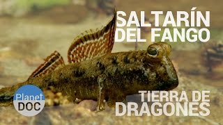 Saltarin del Fango Tierra de Dragones  Naturaleza  Planet Doc [upl. by Areem732]