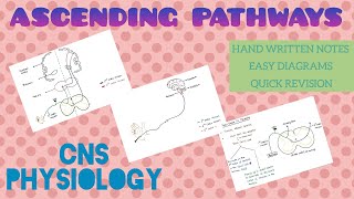 Ascending Pathways  1  CNS  Physiology [upl. by Anerbas]