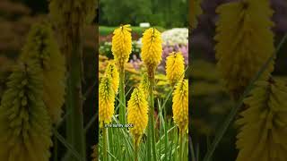 Pyromania® Solar Flare Red Hot Poker Kniphofia hybrid [upl. by Apps]