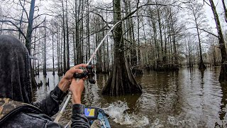 BIG Rally In The Swamp Caddo Lake Hobie BOS Top 10 [upl. by Eiramaneet]