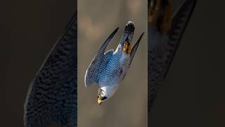 Peregrine Falcon 390 kmh  World Fastest Bird [upl. by Nisen]