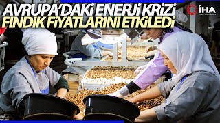 Avrupadaki Enerji Krizi Türkiyede Fındık Üreticisini Vurdu [upl. by Karlin]