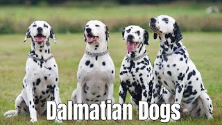 Dalmatian Dogs  Everything You should Know Aboutrelaxyourpetdog [upl. by Mikol]