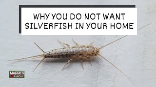 Why You Do Not Want Silverfish in Your Home [upl. by Rodgers]