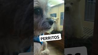 Perritos shorts videos mascotas [upl. by Lubbock665]