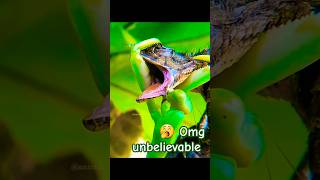 Sphodromantis and Chamaeleon fight wildlife sports kids ytshorts ytshortsindia nature fight [upl. by Layol]