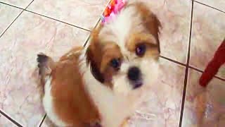 LHASA APSO filhote 2 meses  treinando truques de adestramento  puppy doing tricks [upl. by Worth117]