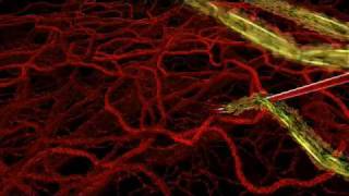 HHMI  Life Cycle of Malaria Parasite in Human Host [upl. by Aneladdam]