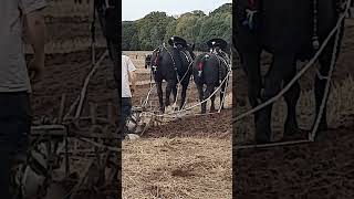 Traditional Horse Ploughing at the 73rd British National Ploughing Championships 13th October 2024 [upl. by Ahsinev170]