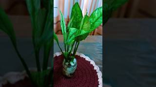 Indoor plant decoration 👍🎉️🪻activity viralshorts [upl. by Annaicul93]