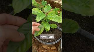 New pots for our psychotria aya medicine [upl. by Rilda]