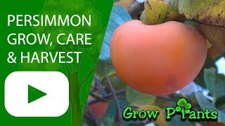 Persimmon tree  grow care harvesting and eating [upl. by Anom]